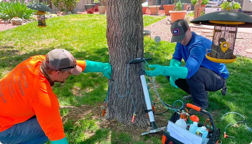 Tree Care