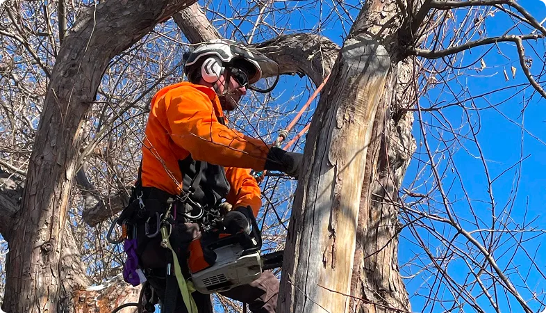 Tree Pruning