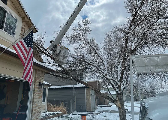 Damaged Tree