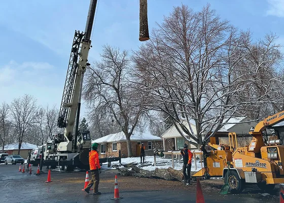 Tree Removal