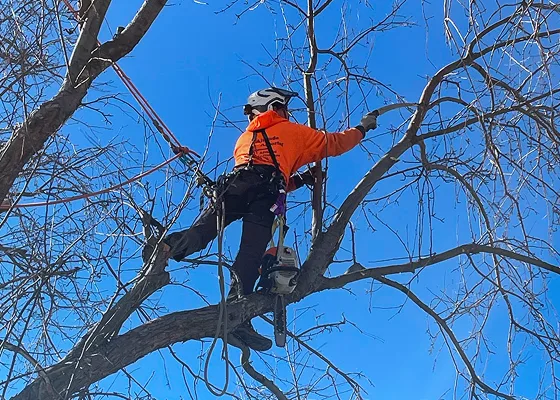 Tree Climbing