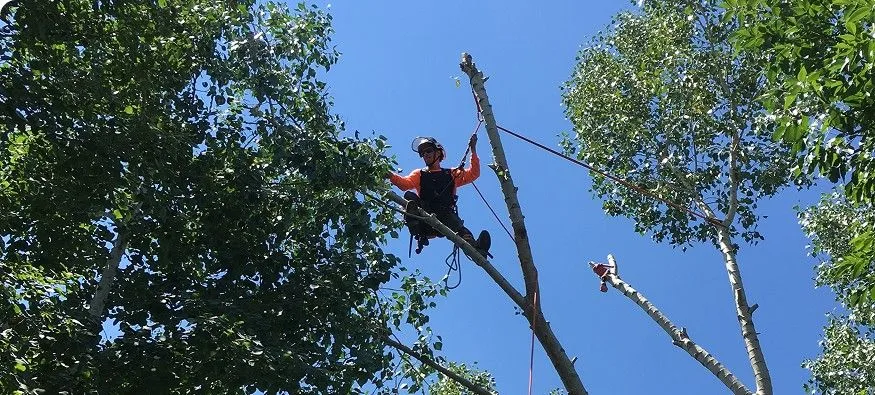 Tree Care