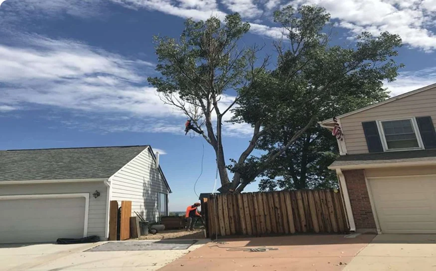 Tree and Shrub Planting